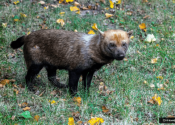 Ameacado de extincao cachorro vinagre e flagrado em parque no Amapa © Karelj Wikipedia O Diário de Notícias do País!