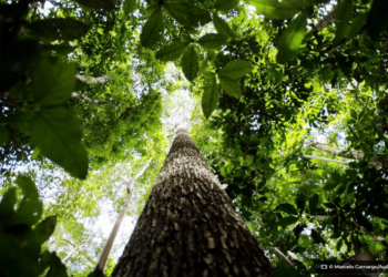 Amazonia © Marcelo CamargoAgencia Brasil O Diário de Notícias do País!