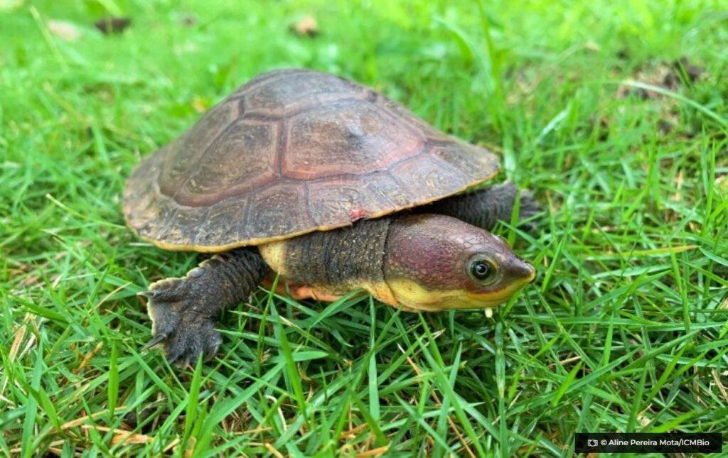 Especie de cagado ameacado de extincao e encontrada na reserva de Pacotuba © Aline Pereira MotaICMBio O Diário de Notícias do País!