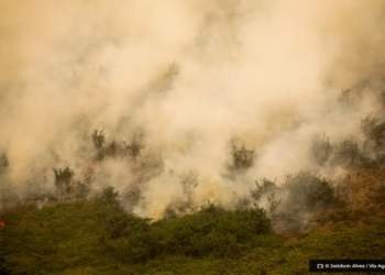 Governo vai liberar R 100 mi para combate a incendios no Pantanal © Joedson Alves I Via Agencia Brasil O Diário de Notícias do País!