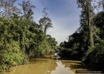 Rio Claro SP 19062013 O Horto Florestal Edmundo Navarro de Andrade fundado em 1909 e conhecido como o berco do eucalipto no Brasil. © Rafa Neddermeyer I Via Agencia Brasil O Diário de Notícias do País!