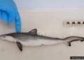 Fiocruz encontra tubaroes contaminados com cocaina no Rio de Janeiro © Divulgacao I Via Fiocruz IOC O Diário de Notícias do País!