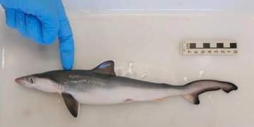 Fiocruz encontra tubaroes contaminados com cocaina no Rio de Janeiro © Divulgacao I Via Fiocruz IOC O Diário de Notícias do País!