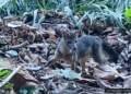 Rio de Janeiro cachorro do mato faz visita diurna ao Parque Lage © Plinio Junior I Via Parque Nacional O Diário de Notícias do País!