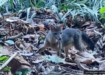 Rio de Janeiro cachorro do mato faz visita diurna ao Parque Lage © Plinio Junior I Via Parque Nacional O Diário de Notícias do País!