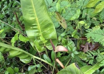 Antúrio-das-pedras: nova espécie capixaba encontrada e em risco de extinção