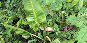 Antúrio-das-pedras: nova espécie capixaba encontrada e em risco de extinção