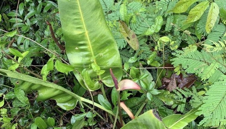 Antúrio-das-pedras: nova espécie capixaba encontrada e em risco de extinção
