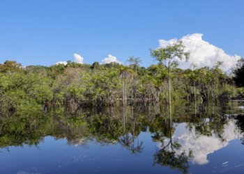 Investimento verde: Brasil capta R$ 179 bilhões para transição ecológica desde 2023