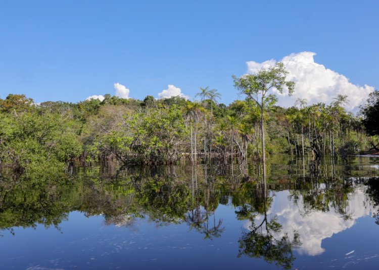 Investimento verde: Brasil capta R$ 179 bilhões para transição ecológica desde 2023