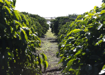 Plantação de Café 📷 Valter Campanato/Agência Brasil
