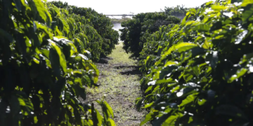 Plantação de Café 📷 Valter Campanato/Agência Brasil