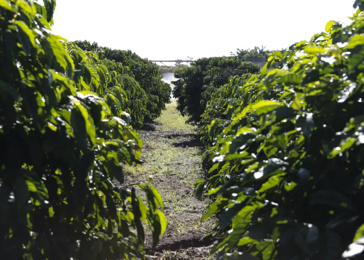 Plantação de Café 📷 Valter Campanato/Agência Brasil