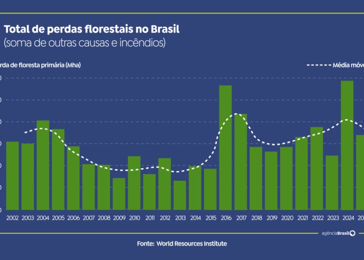 Brasil registra redução de 42% nas perdas florestais em 2025, revela estudo