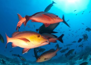 Lista de peixes e invertebrados ameaçados de extinção é atualizada em 2024