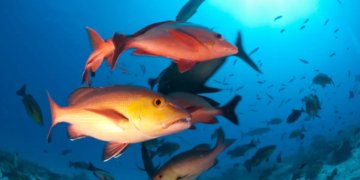 Lista de peixes e invertebrados ameaçados de extinção é atualizada em 2024