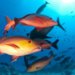 Lista de peixes e invertebrados ameaçados de extinção é atualizada em 2024