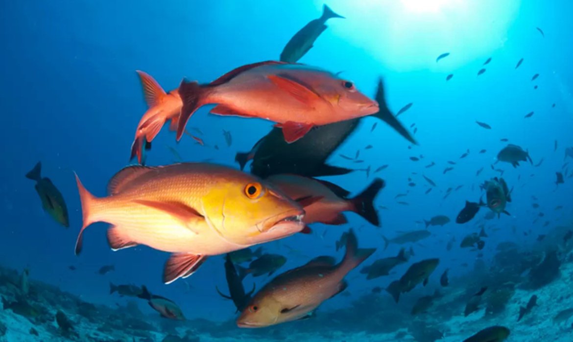 Lista de peixes e invertebrados ameaçados de extinção é atualizada em 2024