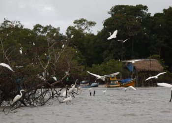 Amazônia Soberana: governo federal reforça combate ao crime em áreas de fronteira