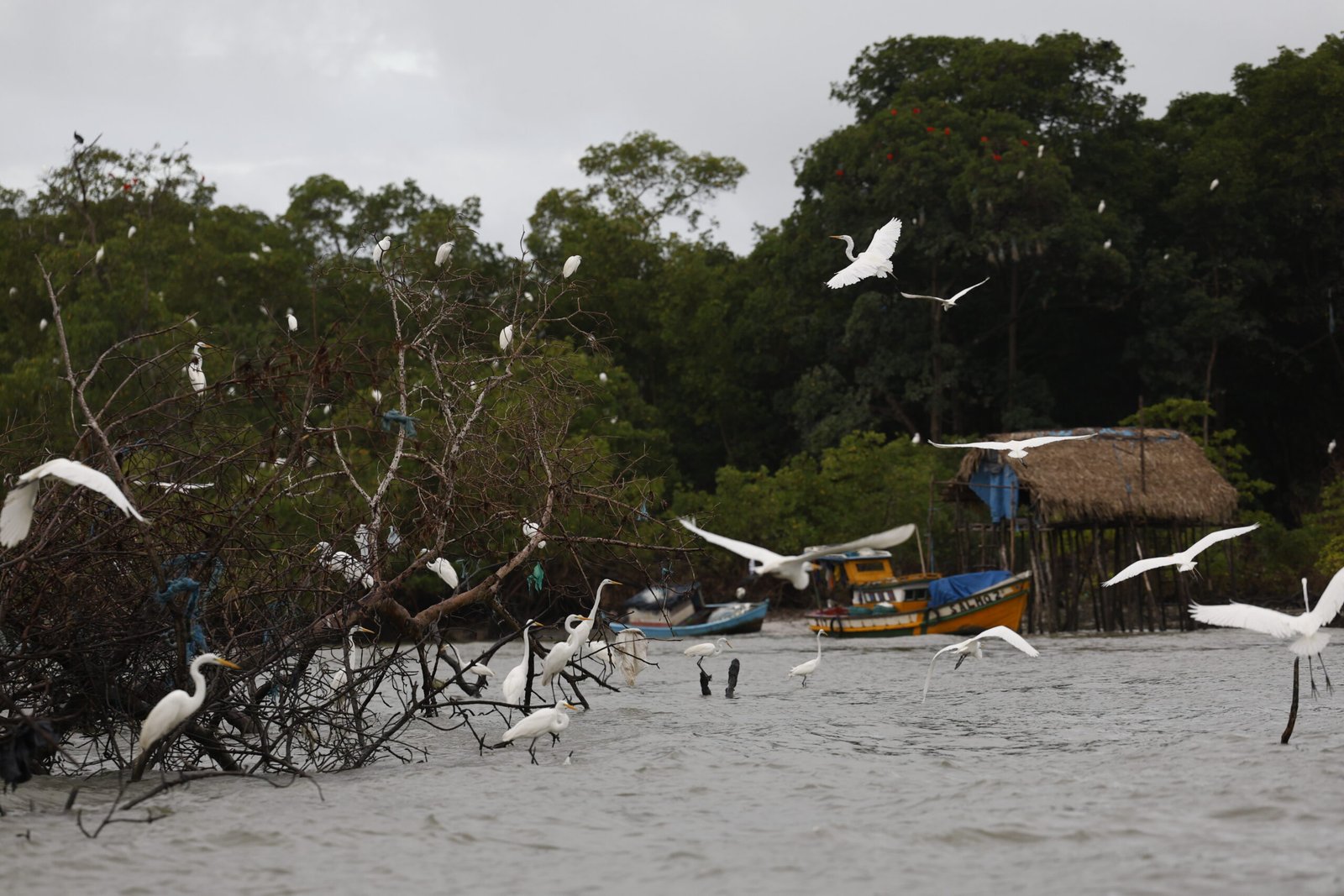 Amazônia Soberana: governo federal reforça combate ao crime em áreas de fronteira