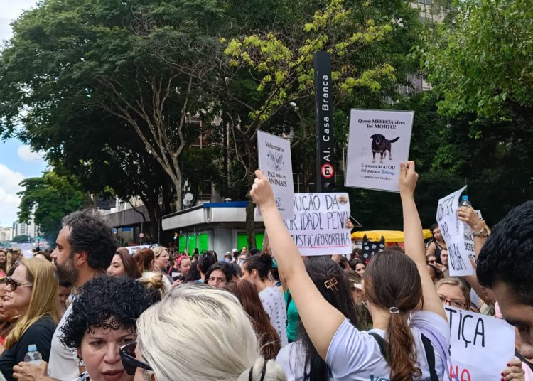 Justiça arquiva caso do Cão Orelha após pedido do Ministério Público