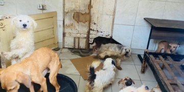 CMA vota mais proteção aos animais e penas maiores para maus-tratos