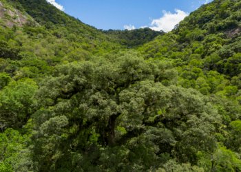Desmatamento na Mata Atlântica recua 28% e atinge menor nível histórico