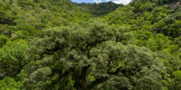 Desmatamento na Mata Atlântica recua 28% e atinge menor nível histórico