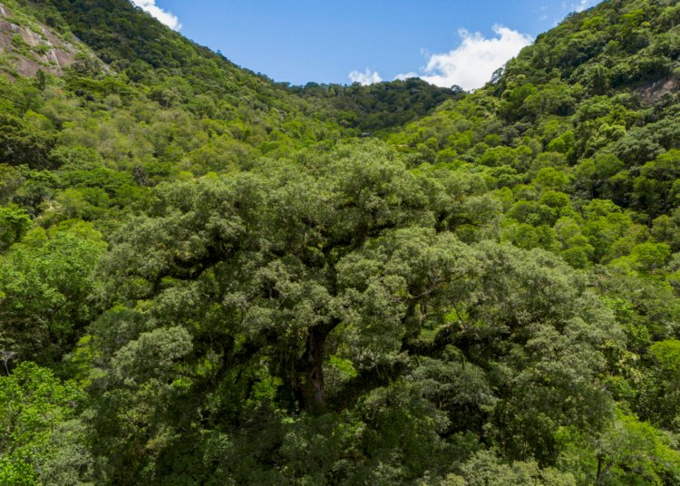 Desmatamento na Mata Atlântica recua 28% e atinge menor nível histórico