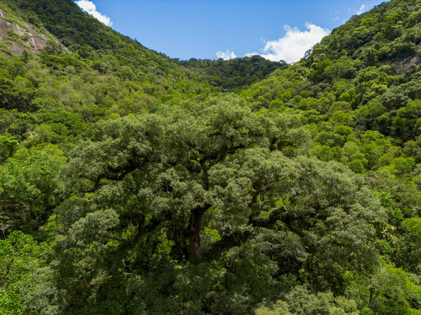 Desmatamento na Mata Atlântica recua 28% e atinge menor nível histórico