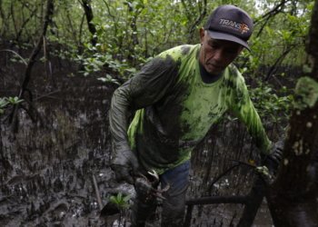 Pesquisadores acham mercúrio e chumbo em caranguejo-uçá no litoral do Paraná