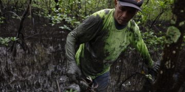 Pesquisadores acham mercúrio e chumbo em caranguejo-uçá no litoral do Paraná