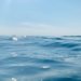 Brasil enfrenta desafio de proteger 30% das áreas marinhas até 2030 no Dia Mundial dos Oceanos