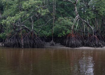 Brasil lidera agenda do carbono azul com 5,7 milhões km² de costa e 30% de CO₂ capturado