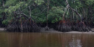 Brasil lidera agenda do carbono azul com 5,7 milhões km² de costa e 30% de CO₂ capturado