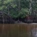 Brasil lidera agenda do carbono azul com 5,7 milhões km² de costa e 30% de CO₂ capturado