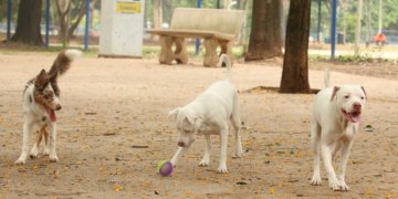Brasil pune exercício ilegal da veterinária com até 2 anos de prisão a partir desta segunda