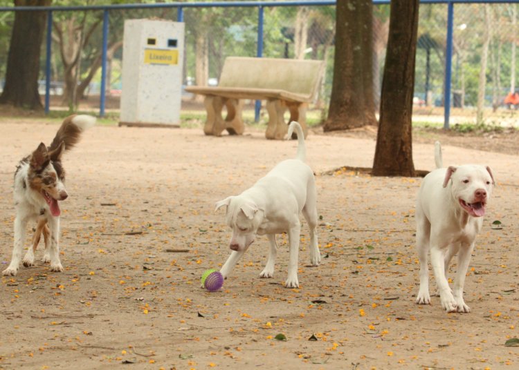 Brasil pune exercício ilegal da veterinária com até 2 anos de prisão a partir desta segunda