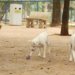 Brasil pune exercício ilegal da veterinária com até 2 anos de prisão a partir desta segunda
