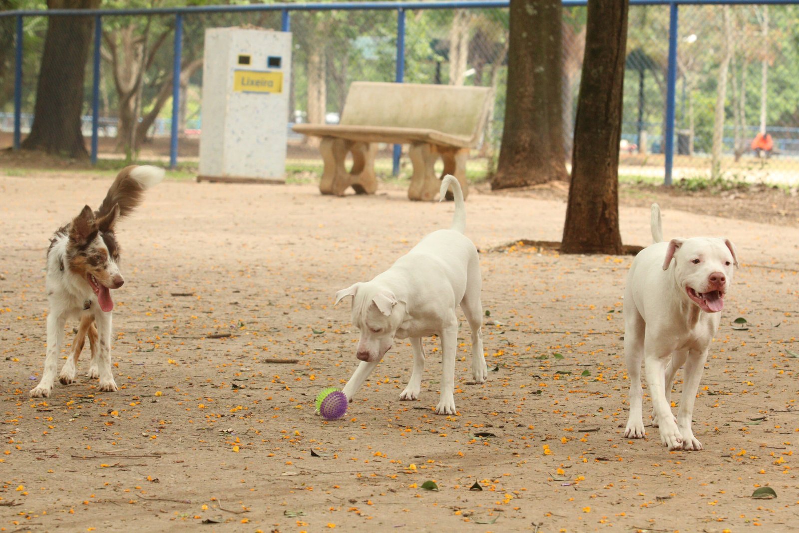 Brasil pune exercício ilegal da veterinária com até 2 anos de prisão a partir desta segunda