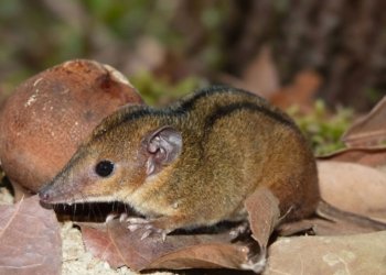 Cientistas identificam nova espécie de marsupial em área industrial de macaé no Rio de Janeiro