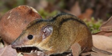 Cientistas identificam nova espécie de marsupial em área industrial de macaé no Rio de Janeiro