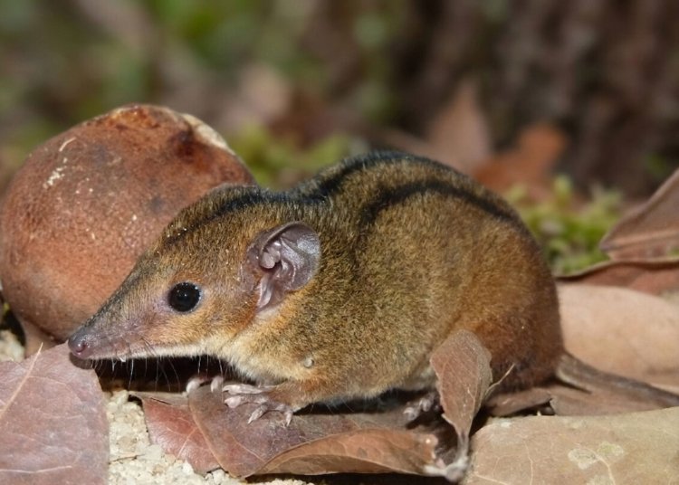 Cientistas identificam nova espécie de marsupial em área industrial de macaé no Rio de Janeiro