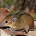 Cientistas identificam nova espécie de marsupial em área industrial de macaé no Rio de Janeiro