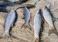 Governo brasileiro suspende pesca de arrasto de tainha após capturas atingirem 90% da cota