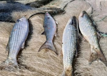 Governo brasileiro suspende pesca de arrasto de tainha após capturas atingirem 90% da cota