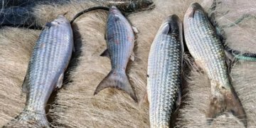 Governo brasileiro suspende pesca de arrasto de tainha após capturas atingirem 90% da cota