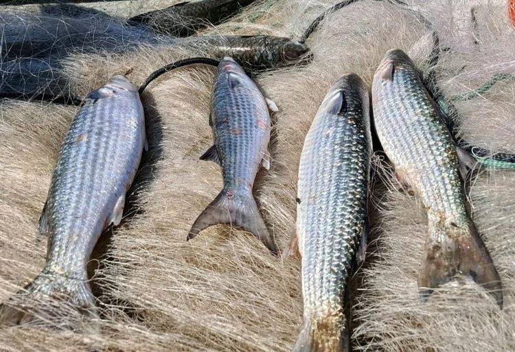 Governo brasileiro suspende pesca de arrasto de tainha após capturas atingirem 90% da cota