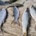 Governo brasileiro suspende pesca de arrasto de tainha após capturas atingirem 90% da cota