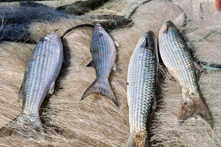 Governo brasileiro suspende pesca de arrasto de tainha após capturas atingirem 90% da cota